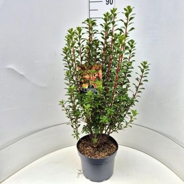 Enkianthus campanulatus 'Red Bells'