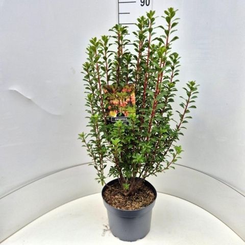 Enkianthus campanulatus 'Red Bells'