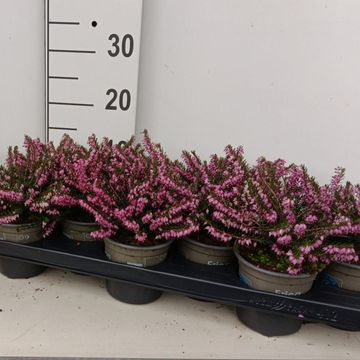 Erica x darleyensis 'Ghost Hills'