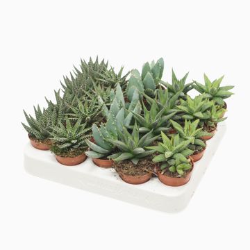 Succulents ALOE / HAWORTHIA MIX