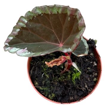 Begonia baramensis