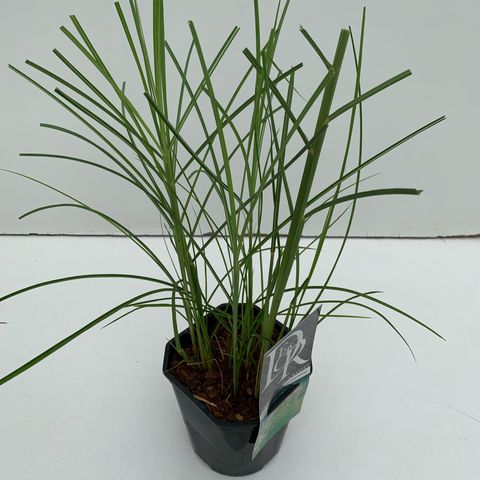 Miscanthus sinensis 'Клейни Силберспинне'