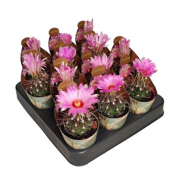 Thelocactus bicolor