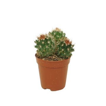 Mammillaria ernestii