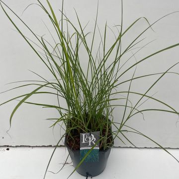 Miscanthus sinensis 'Грациллимус'