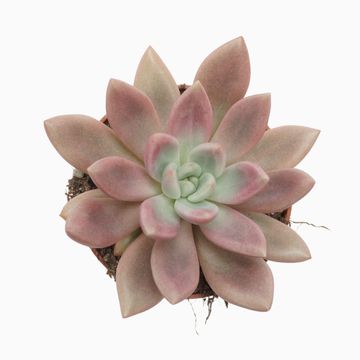 x Pachyveria 'Rosy Crow'