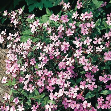 Saponaria ocymoides