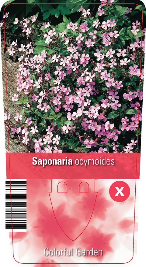 Saponaria ocymoides