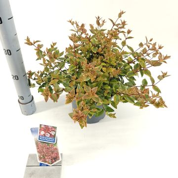 Abelia x grandiflora MYSTIC DAYDREAM