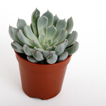 Echeveria derenbergii