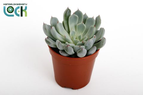 Echeveria derenbergii