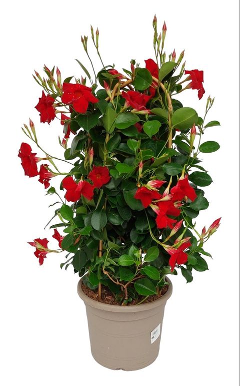 Mandevilla Sundaville