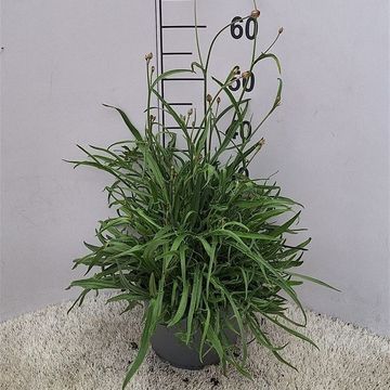 Catananche caerulea