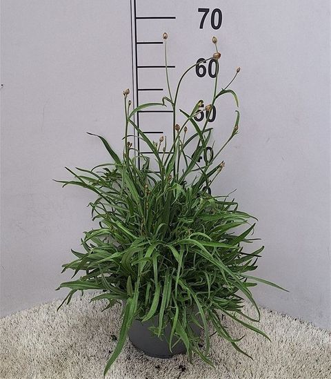Catananche caerulea