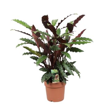 Calathea rufibarba