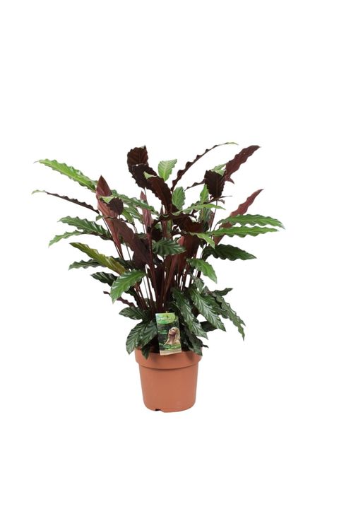 Calathea rufibarba