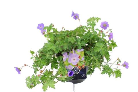 Geranium ROZANNE