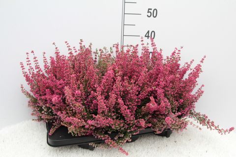 Erica gracilis 'Mister Maldeno'