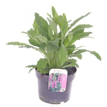 Digitalis purpurea 'Hanabee Pink'