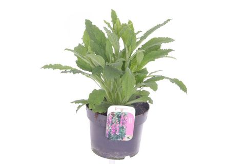 Digitalis purpurea 'Hanabee Pink'