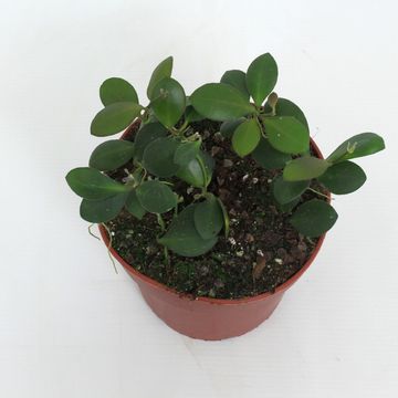 Hoya panchoi IML0228