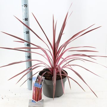 Cordyline 'Cherry Sensation'