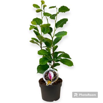 Magnolia denudata FRAGRANT CLOUD