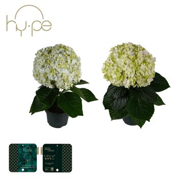 Hydrangea macrophylla AVANTGARDE MIX