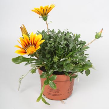 Gazania rigens 'Magic'