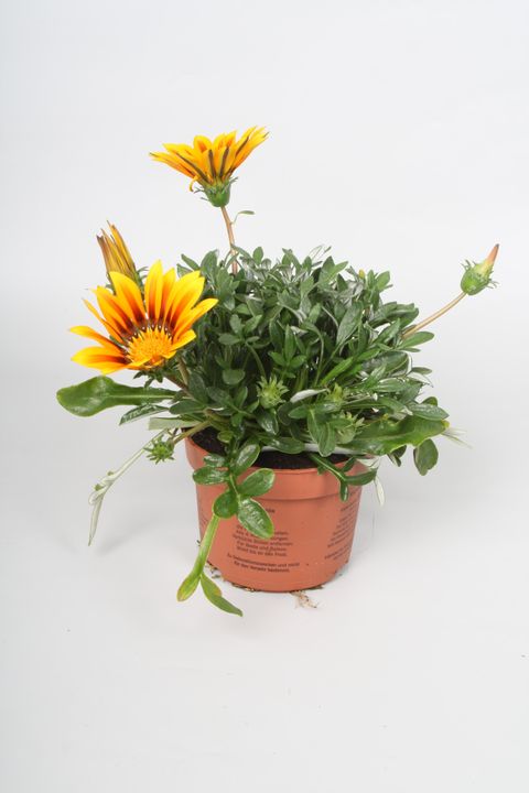 Gazania rigens 'Magic'