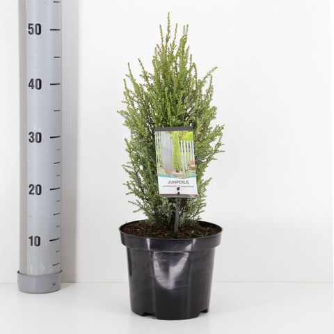 Juniperus communis 'Compressa'