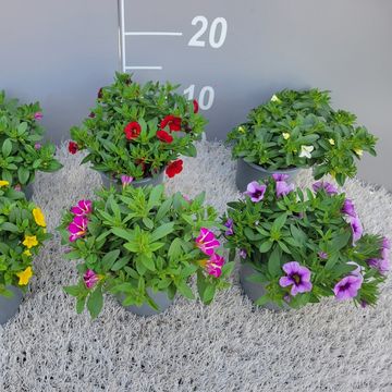 Calibrachoa MIX