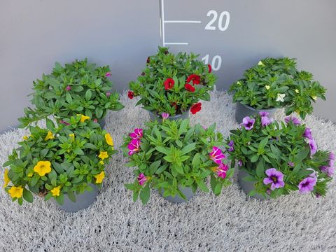 Calibrachoa MIX