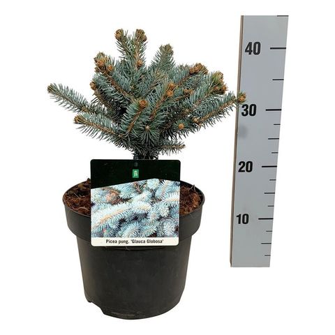 Picea pungens 'Glauca Globosa'