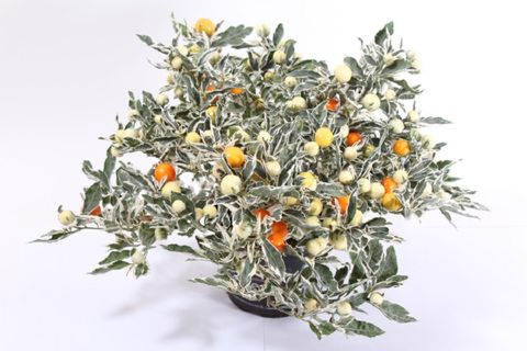 Solanum pseudocapsicum 'Ivema'