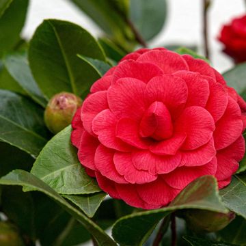 Camellia 'Black Lace'