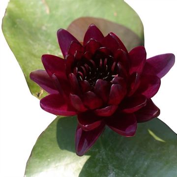Nymphaea 'Black Princess'