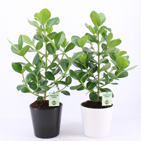 Clusia rosea 'Princess'