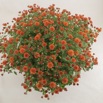 Chrysanthemum 'Jasoda Dark Orange'