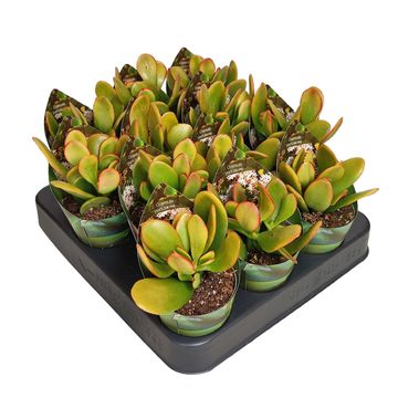 Crassula ovata 'Sunset'