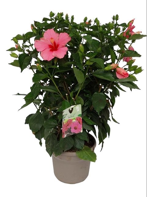 Hibiscus collection Fantasy