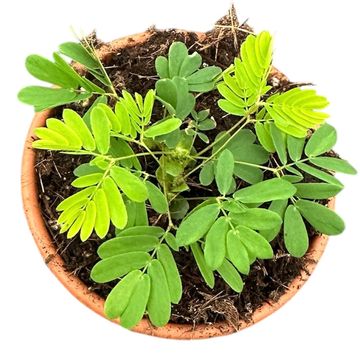 Mimosa pudica