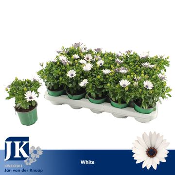 Osteospermum 'Sunny Felix'