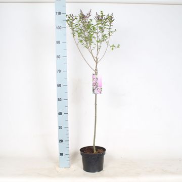 Syringa meyeri 'Palibin'