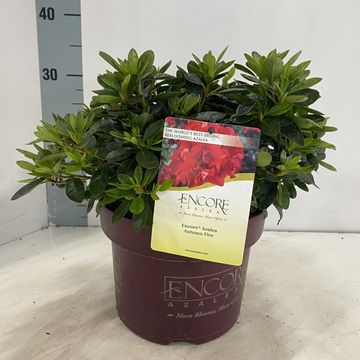 Rhododendron ENCORE AUTUMN FIRE