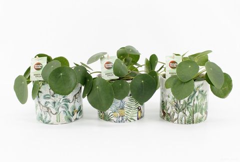 Pilea peperomioides