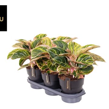 Aglaonema 'Zebrina Pink'