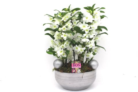 Dendrobium nobile STAR CLASS WHITE