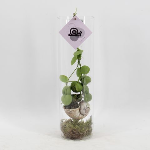 Dischidia platyphylla