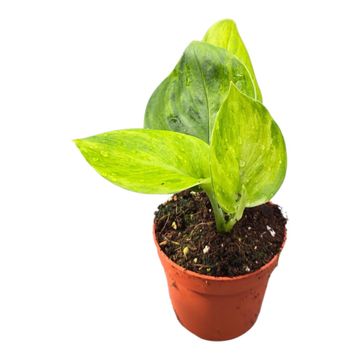 Scindapsus 'Green on Green'